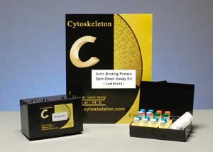  Actin Binding Protein Spin-Down Assay Kit (Non-muscle) 肌动蛋白结合蛋白自旋下降测定试剂盒（非肌肉）